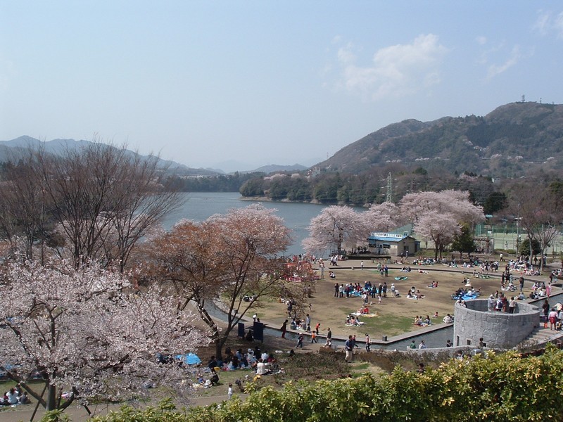 里の交流祭〜津久井湖さくらまつり〜