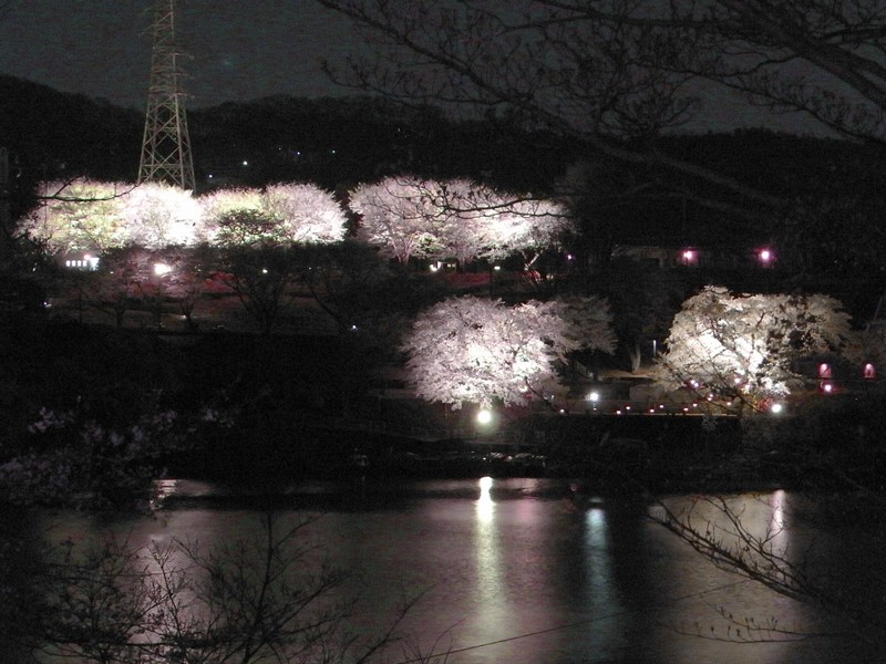 県立津久井湖城山公園　夜桜ライトアップ