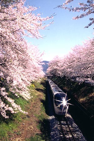 やまきた桜まつり