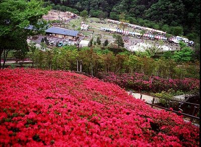 あいかわ 公園 つつじ まつり