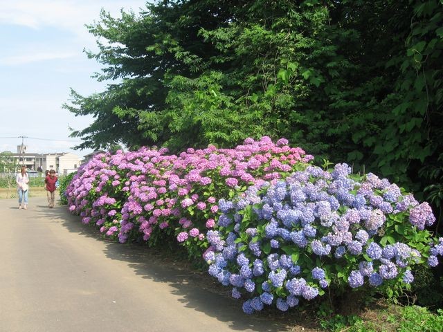 城北里山まつり