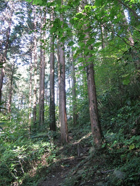 相模湖緑のダム自然体験教室