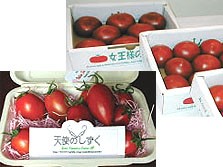 山北町産湘南ポモロントマト