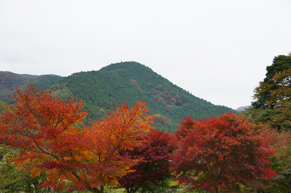 続報 13 やまなみ紅葉情報 丹沢湖 丹沢湖 神奈川やまなみ五湖navi