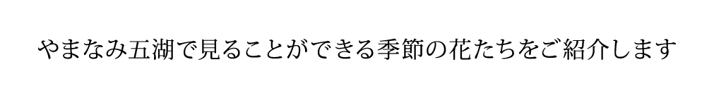 やまなみ五湖で見ることができる季節の花たちをご紹介しています