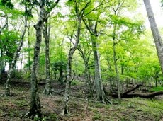 丹沢堂平のブナ林