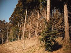 津久井城跡のヒノキの森