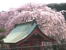 雲居寺