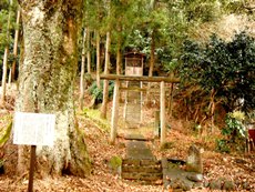 田代八幡神社のタブノキ