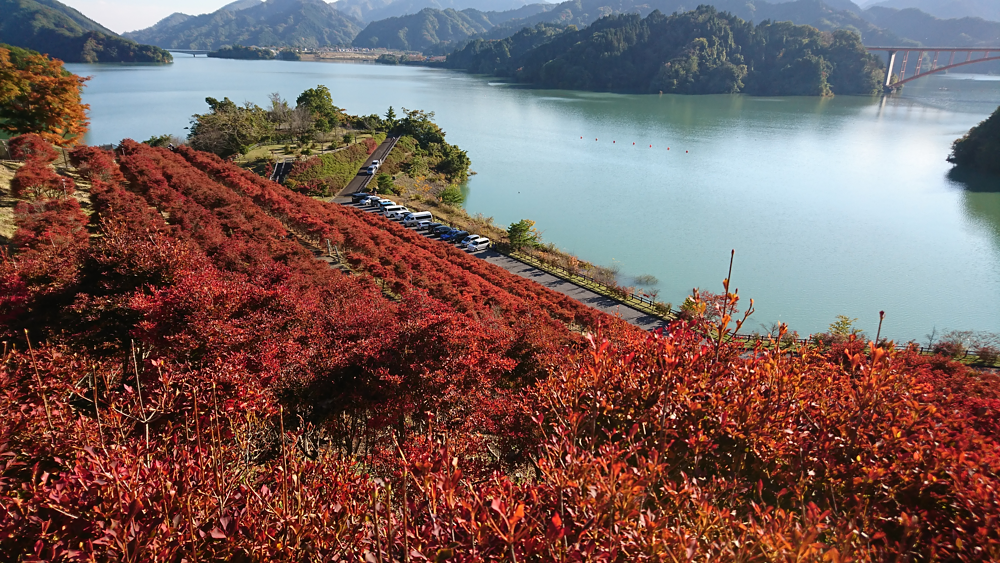 やまなみ五湖の紅葉風景 第２弾 丹沢湖 奥相模湖 宮ヶ瀬湖 津久井湖 相模湖 丹沢湖 奥相模湖 宮ヶ瀬湖 津久井湖 相模湖 神奈川やまなみ五湖navi