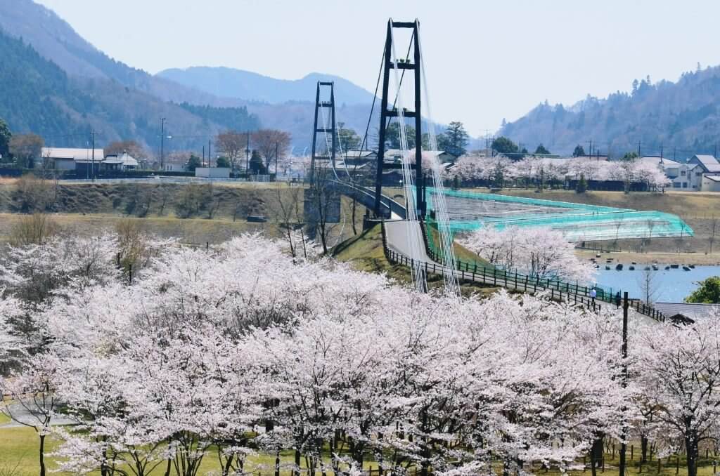 宮ヶ瀬 桜