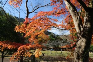 丹沢湖の紅葉はまだまだ綺麗！の写真