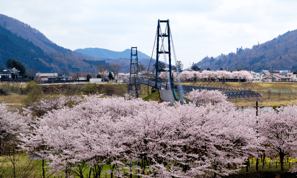 宮ヶ瀬 桜 まつり