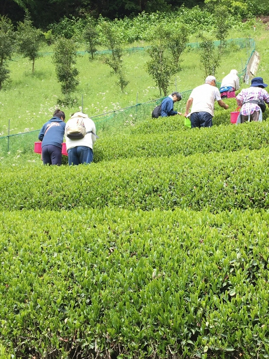 6月２2日（土）茶摘み＆手もみ茶つくり体験　開催！