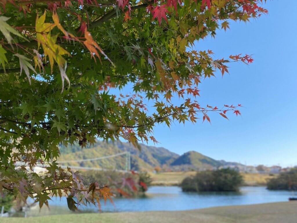 秋晴れの紅葉散策in宮ヶ瀬湖 宮ヶ瀬湖 宮ヶ瀬湖 神奈川やまなみ五湖navi