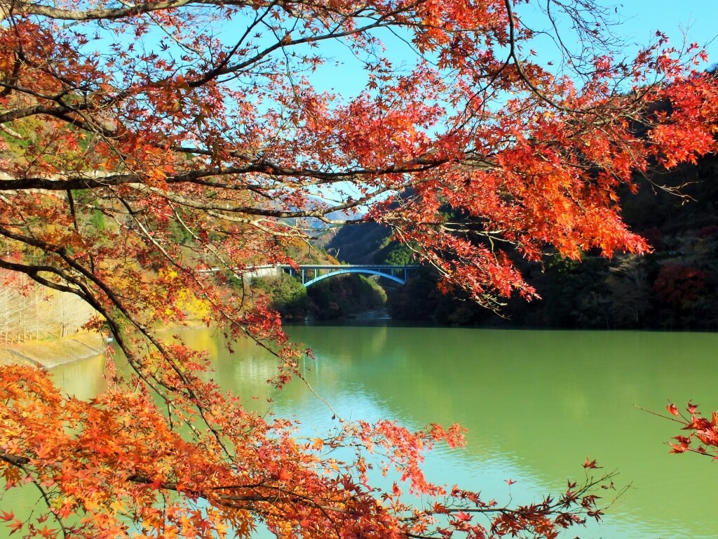 やまなみ五湖紅葉情報 丹沢湖 津久井湖 相模湖 丹沢湖 津久井湖 相模湖 神奈川やまなみ五湖navi