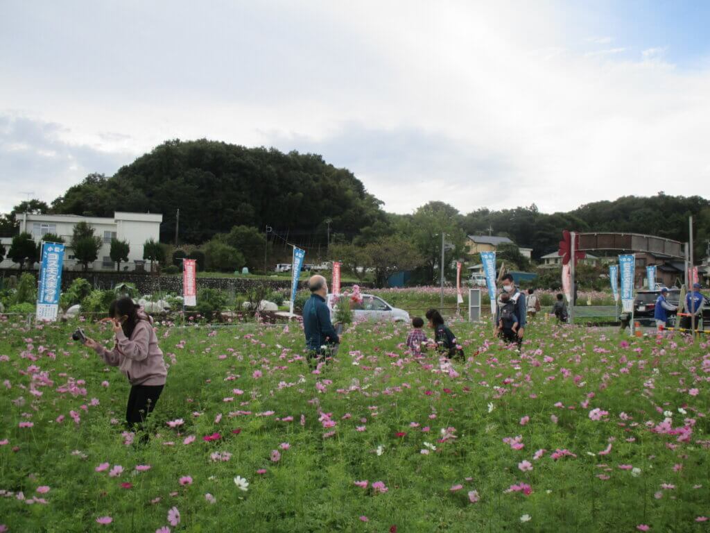 第２２回小松コスモス花摘み 津久井湖 イベント 津久井湖 神奈川やまなみ五湖navi