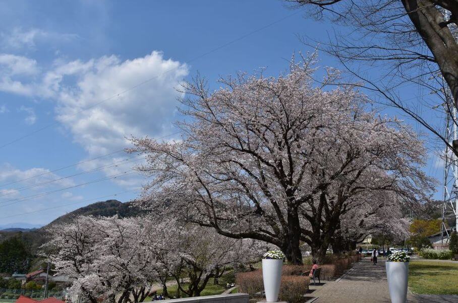 津久井湖さくらまつり 水の苑地の桜 ライトアップ