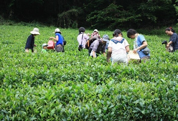 茶摘み＆手もみ茶つくり体験