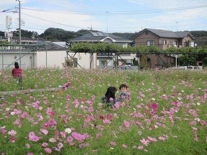 第23回小松コスモス花摘み