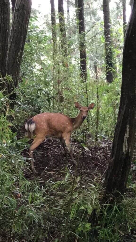 野生動物の命を余すことなくいただこう