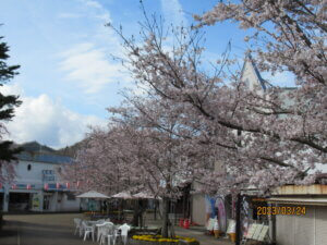 やまなみ五湖桜の開花情報2023の写真