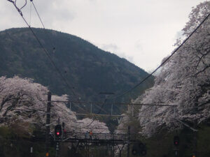 やまなみ五湖桜の開花情報2024の写真