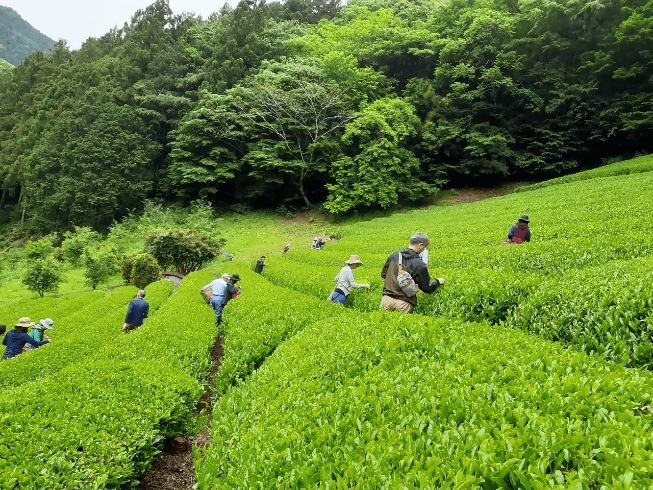 茶摘み＆手もみ茶つくり体験