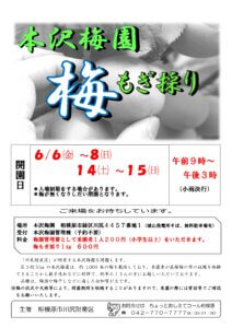2025年　本沢梅園　梅もぎ採り