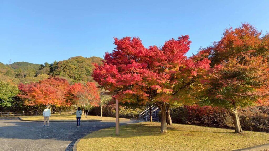 2025年11月14日撮影 場所:鳥居原ふれあいの館