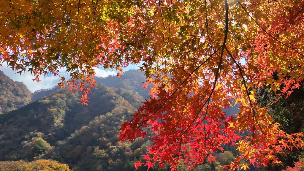 2025年11月15日撮影 場所:箒杉付近