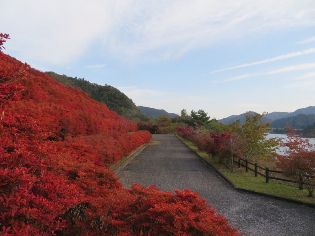 2025年11月7日撮影 場所:鳥居原ふれあいの館