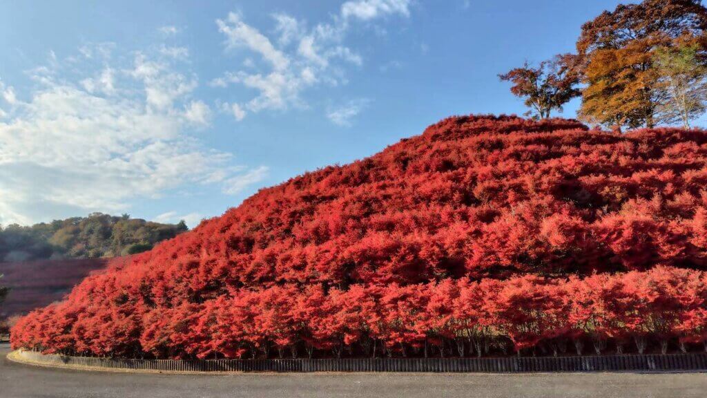 2025年11月14日撮影 場所:鳥居原ふれあいの館