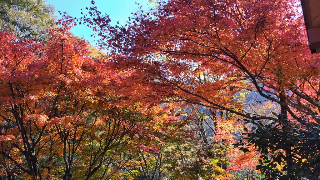 2025年11月15日撮影 場所:山北町立中川温泉ぶなの湯周辺