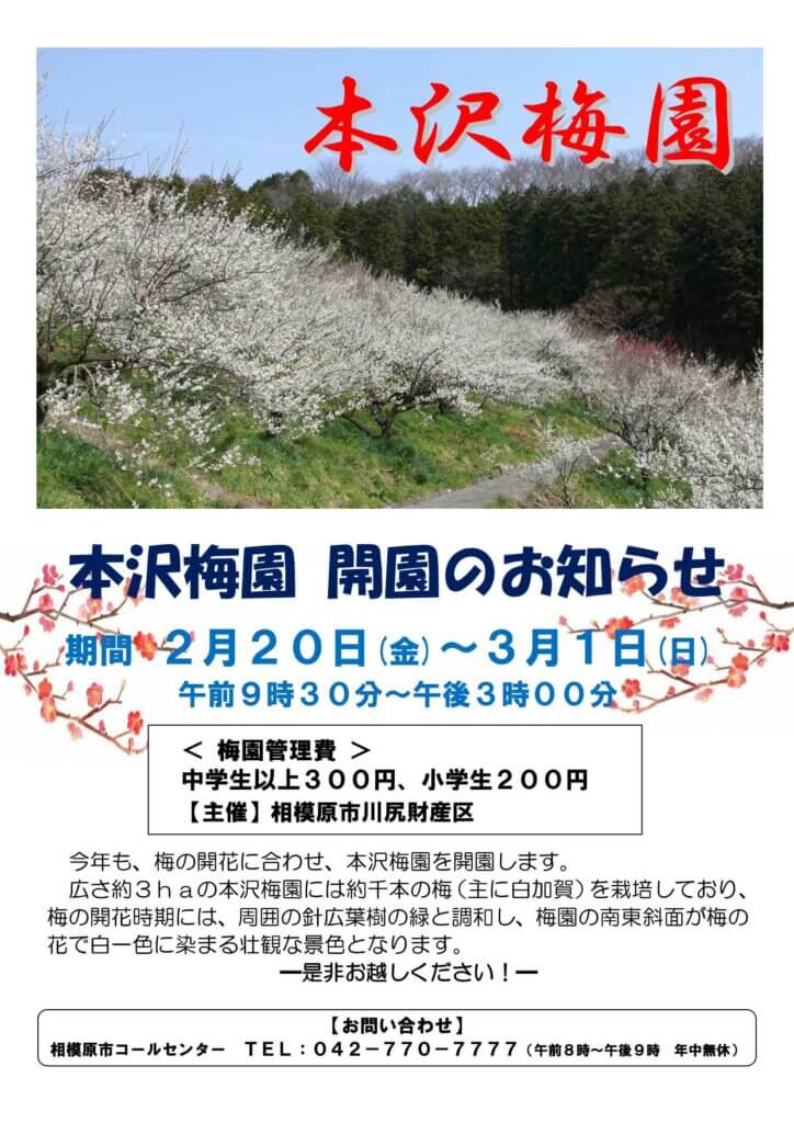 2026年　本沢梅園　開園