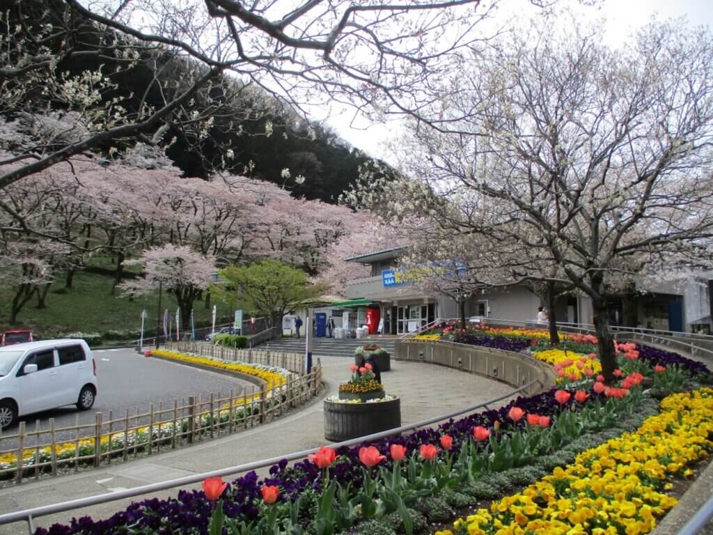 相模原市緑区誕生15周年記念　第28回津久井湖さくらまつり（花の苑地）