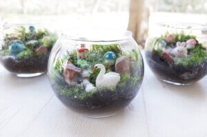 初夏限定　土の工房　小さな森のテラリウム作りのタイトル画像