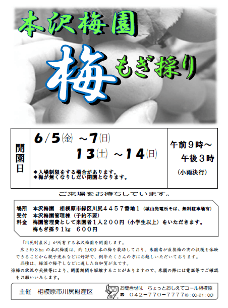 2026年 本沢梅園 梅もぎ採り