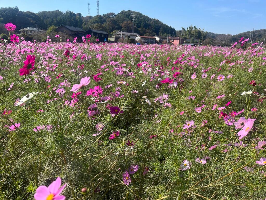 第27回小松コスモスまつり