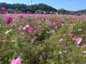  第27回小松コスモスまつりのタイトル画像